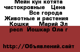 Мейн-кун котята чистокровные › Цена ­ 25 000 - Все города Животные и растения » Кошки   . Марий Эл респ.,Йошкар-Ола г.